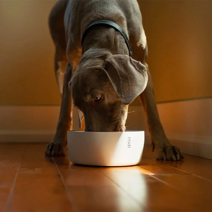 Stainless Steel Dog Bowl