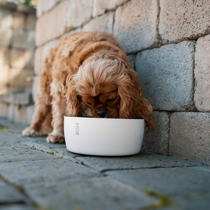 Stainless Steel Dog Bowl